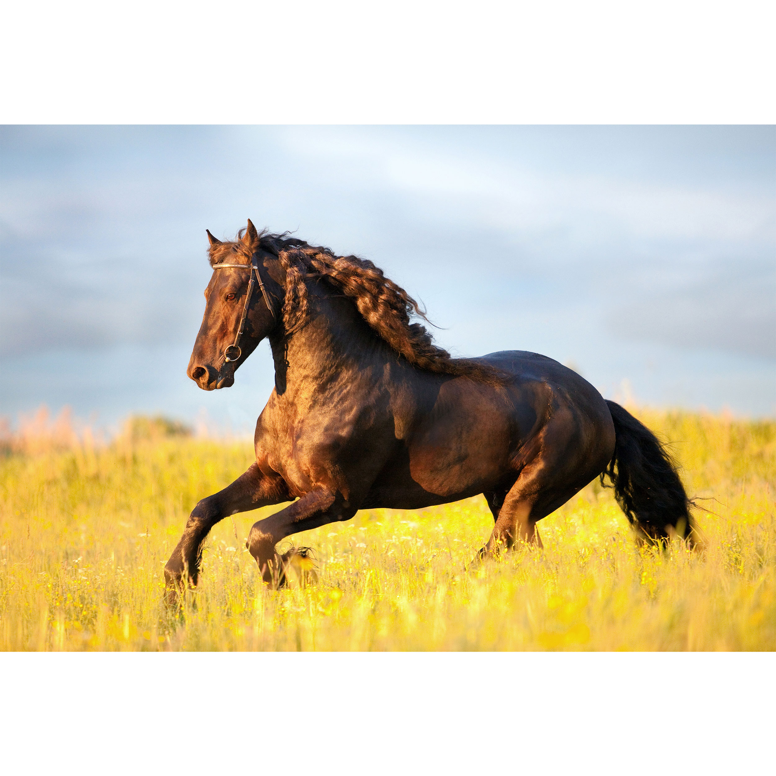 تابلو شاسی مدل اسب کد T5845