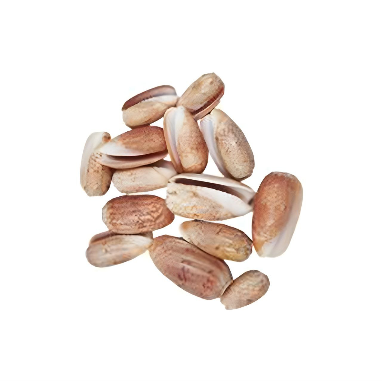 صدف تزئینی طبیعی پسته ای بسته 16 عددی