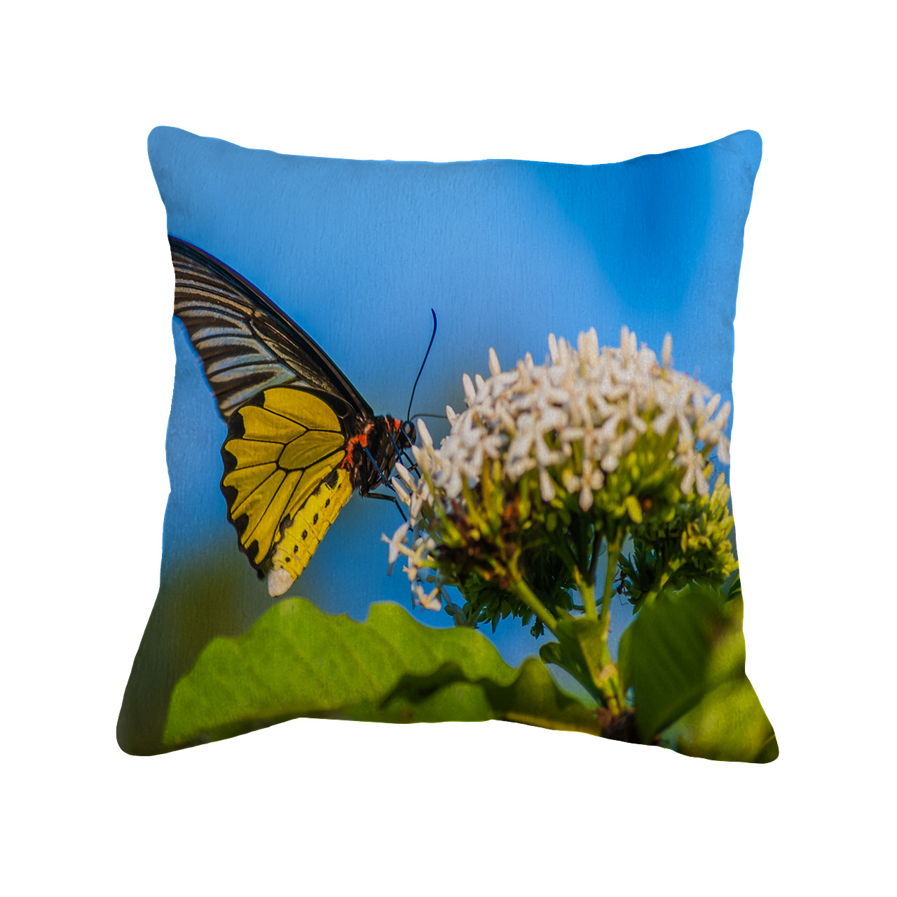 کاور کوسن طرح پروانه کد 5505