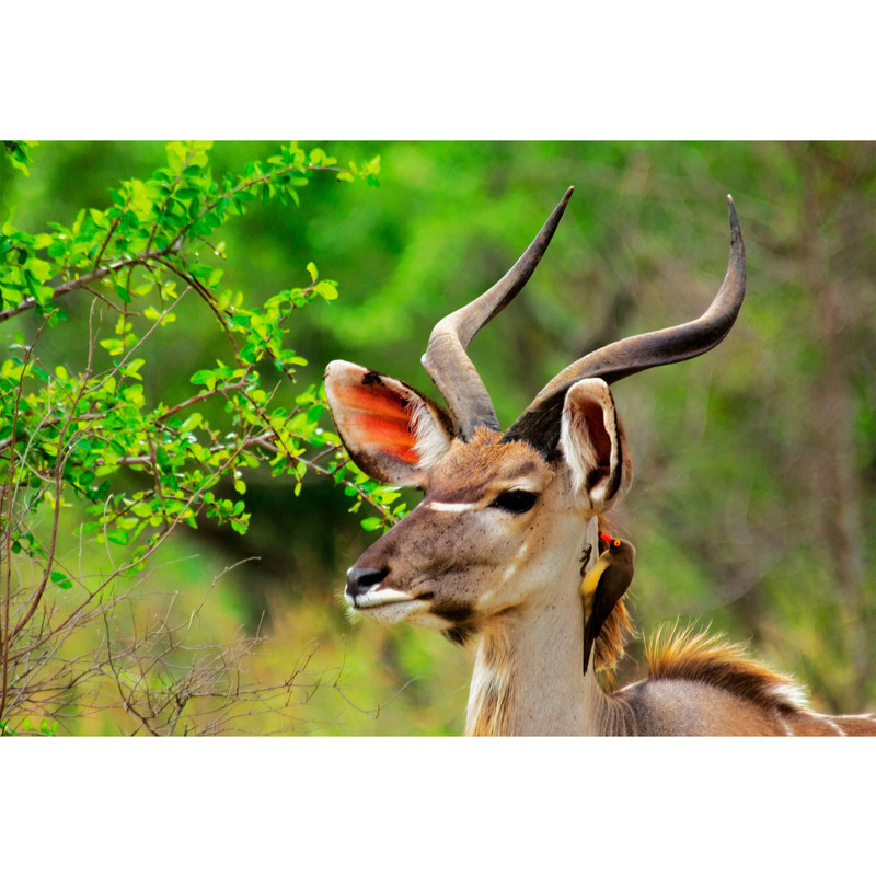 تابلو شاسی طرح جنگل و آهو مدل T1985 | دنیای قاب