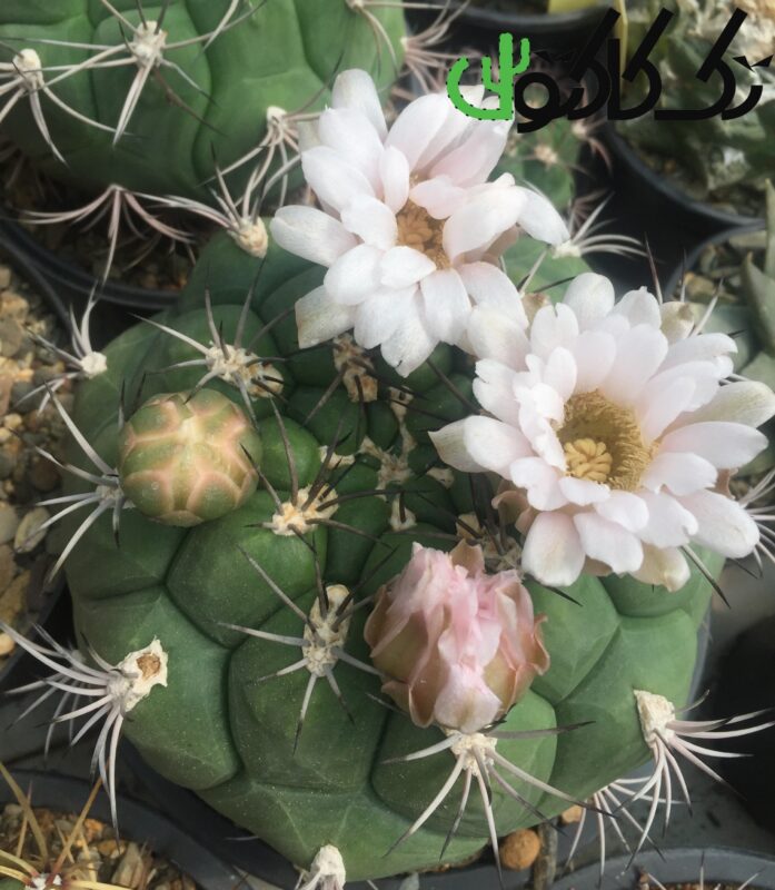 بذر ژیمنوکالیسیوم ساگلیونیس ده عدد