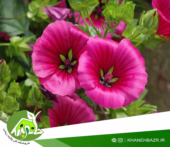 بذر گل پنیرک ارغوانی - خانه بذر | فروشگاه بذر وارداتی گل و گیاه زینتی 1404