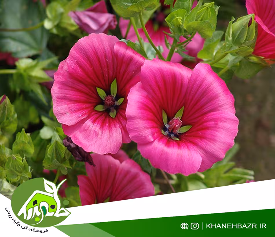 بذر گل پنیرک ارغوانی - خانه بذر | فروشگاه بذر وارداتی گل و گیاه زینتی 1404