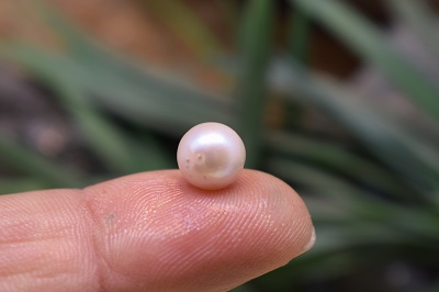 مروارید  استرالیا