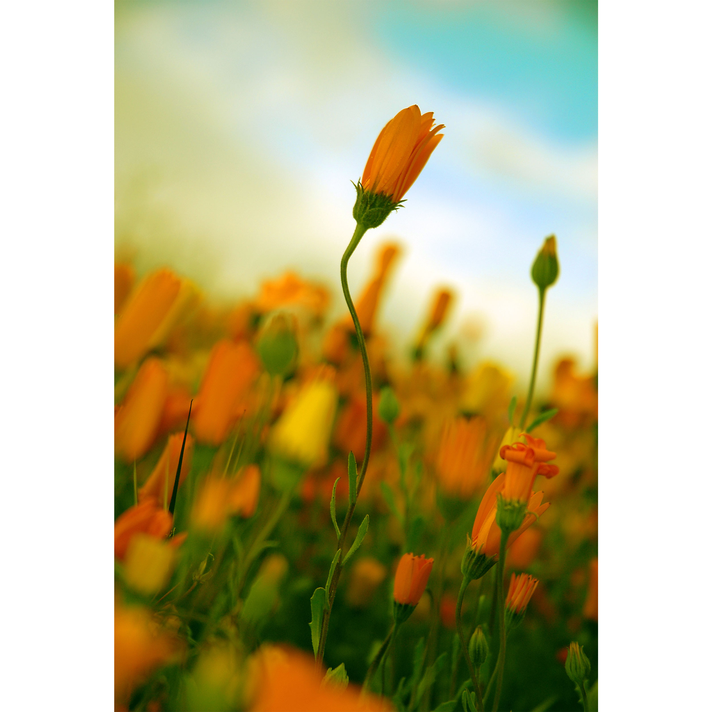 تابلو شاسی مدل گل T7065