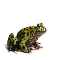 خرید و دانلود عکس وزغ آتش‌شکم شرقی | پیک فاکس | Pic Fox