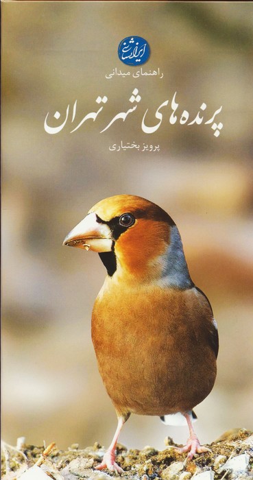 پرنده های شهر تهران (راهنمای میدانی)،(گلاسه) - ناشربوک | خرید آنلاین کتاب