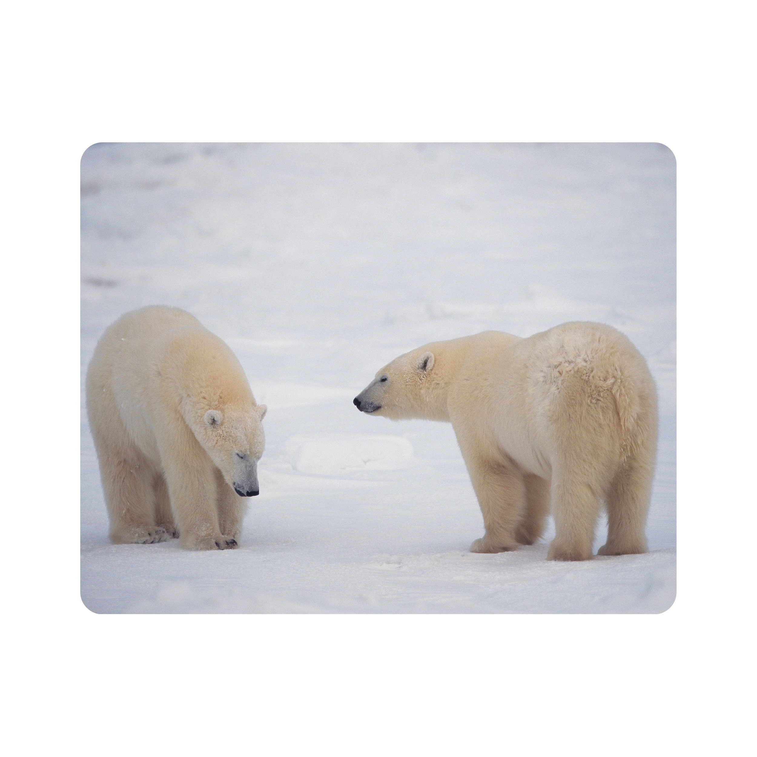 ماوس پد اطلس آبی طرح برف و خرس قطبی  مدل T2037