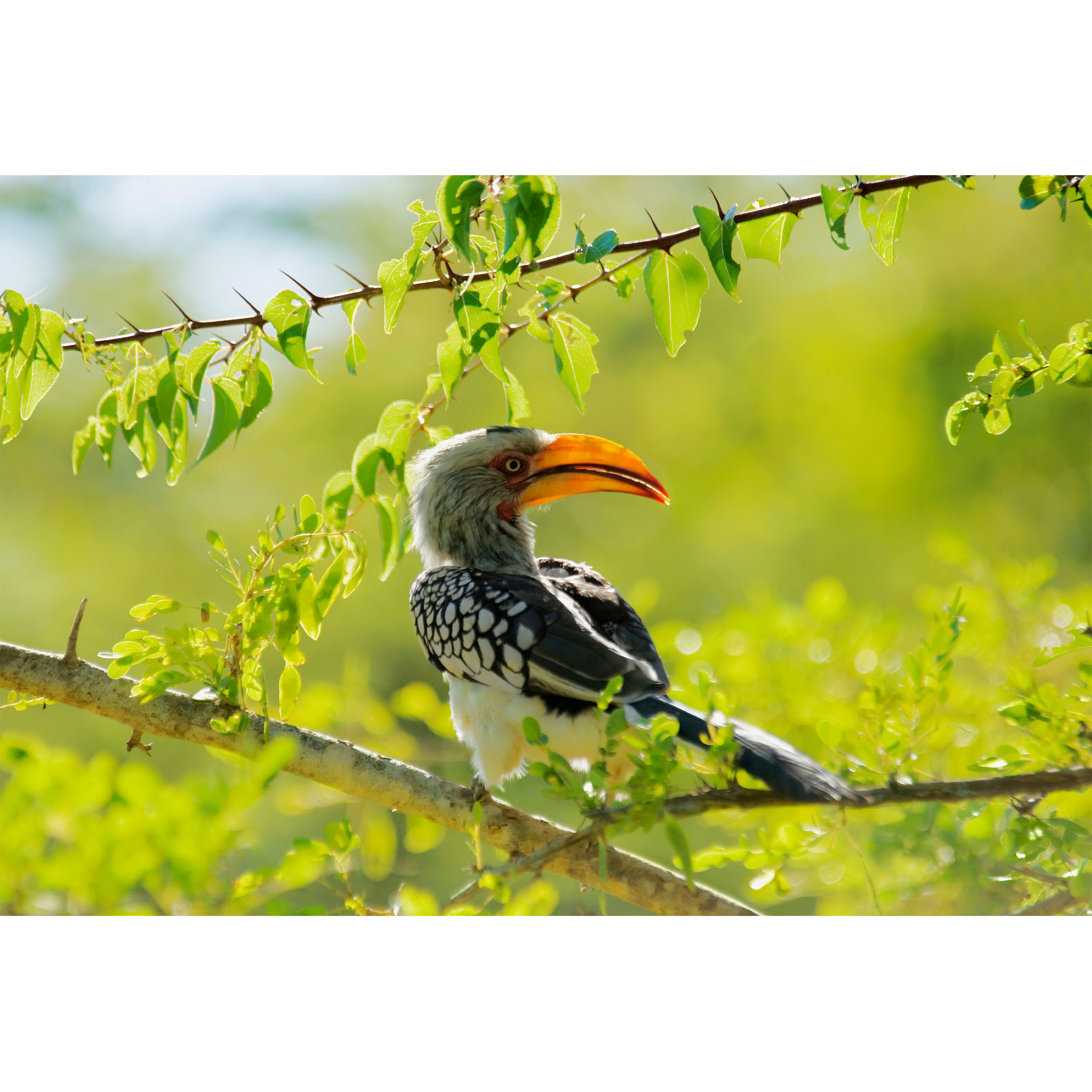 تابلو شاسی طرح طبیعت و پرنده مدل T1994