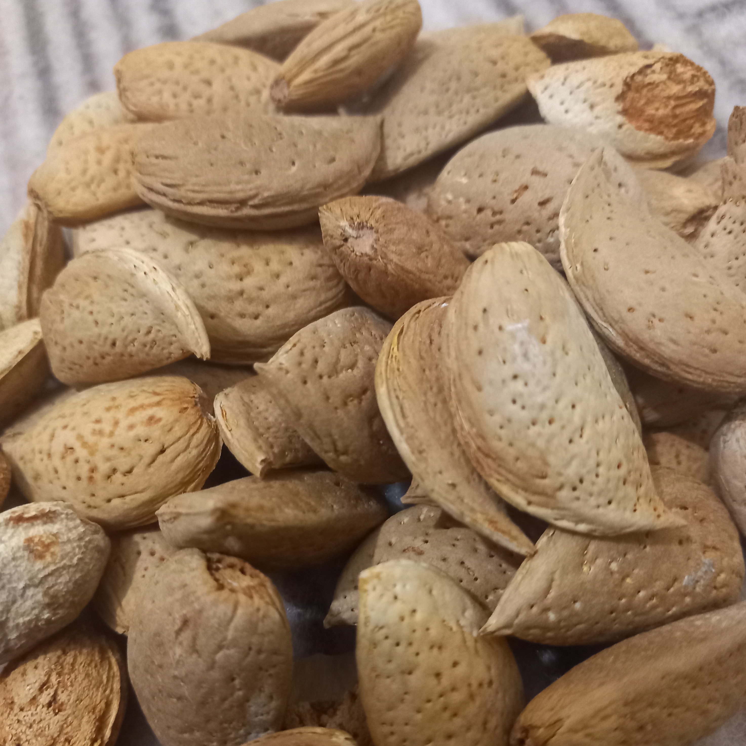 بادام بوانات