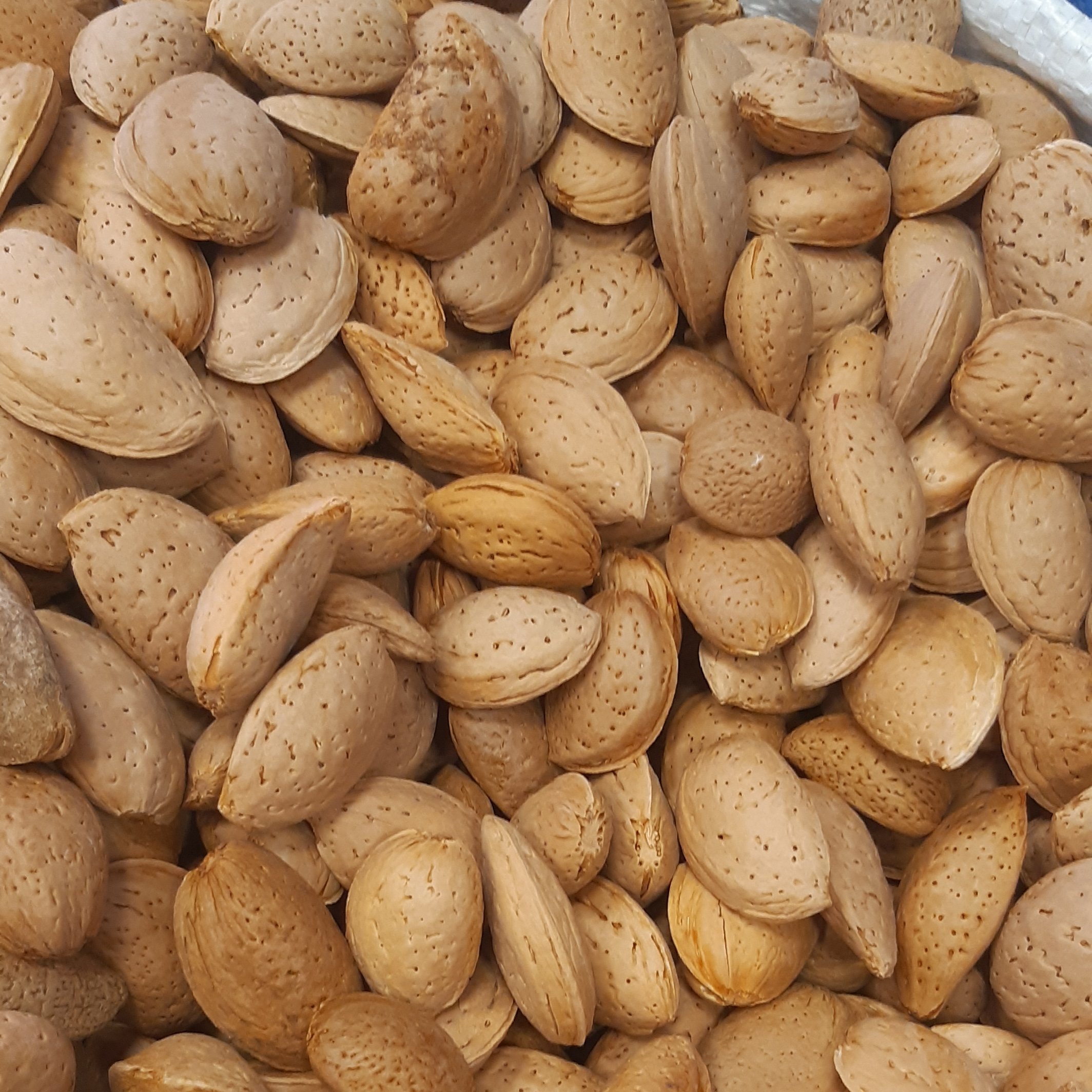 بادام سنگی (درختی) ایرانی با مغز شیرین و درصد مغز بالا