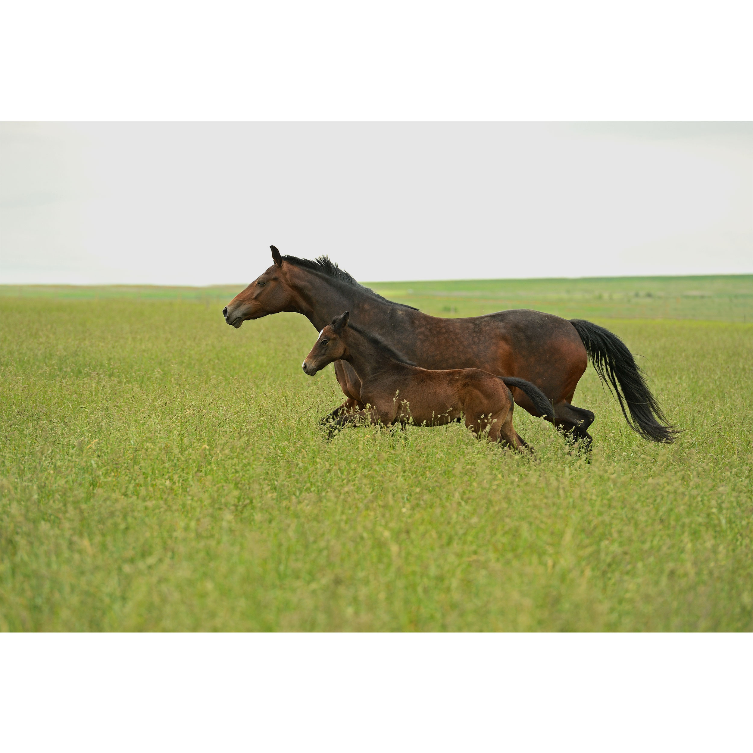 تابلو شاسی مدل اسب کد T5834