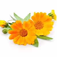 عرق گلبهار