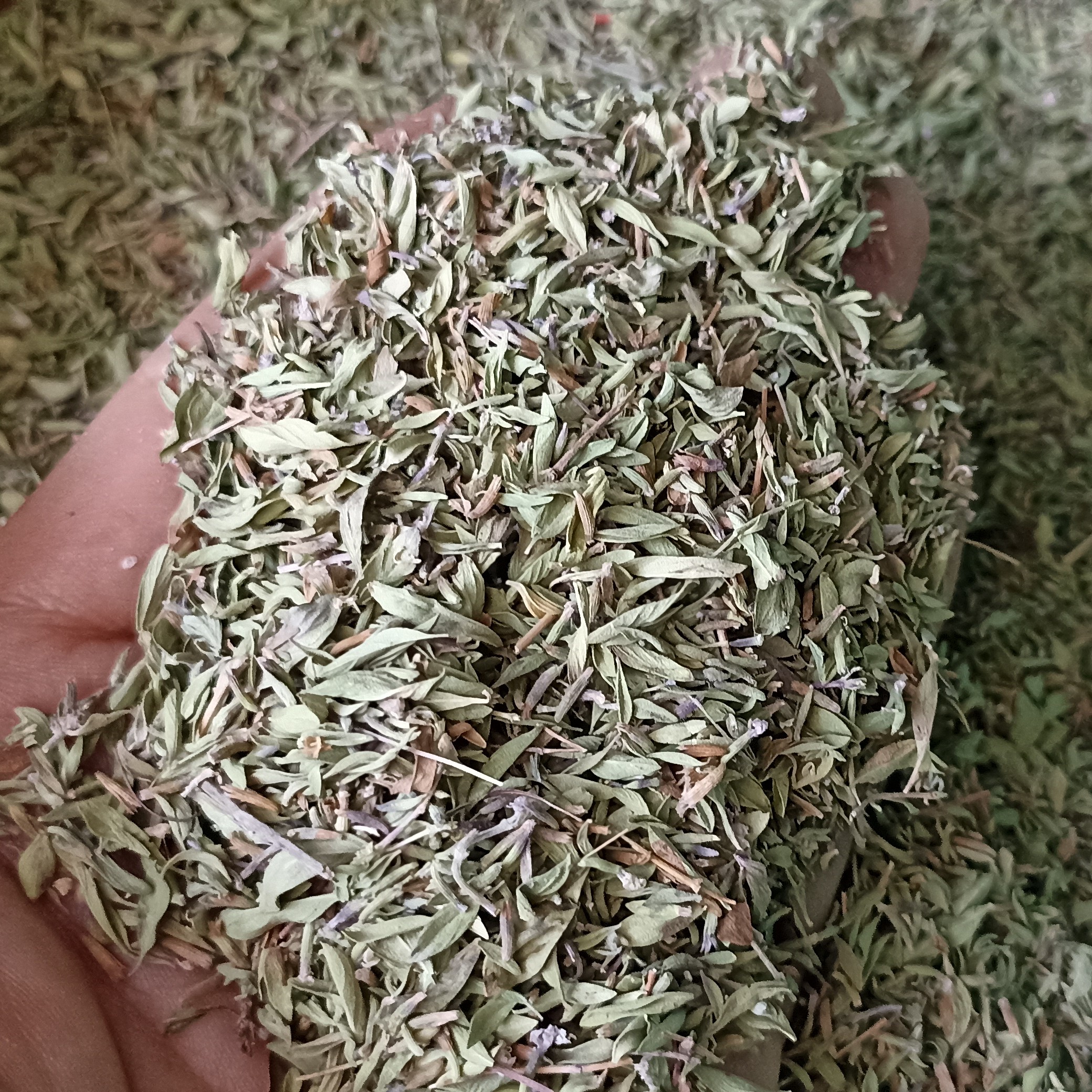 آویشن کوهی درجه یک امسالی نیشابوربه شرط  صدگرمی