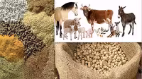 دانلود پاورپوینت خوراک، خوراک دهی و تغذیه دام