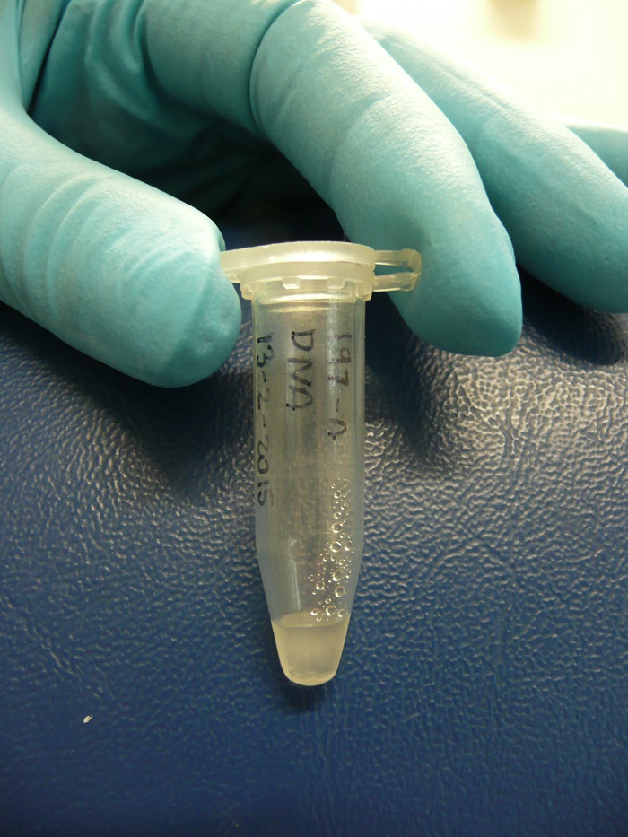 پاورپوینت روش های استخراج DNA از بدن DNA EXTRACTION METHODS