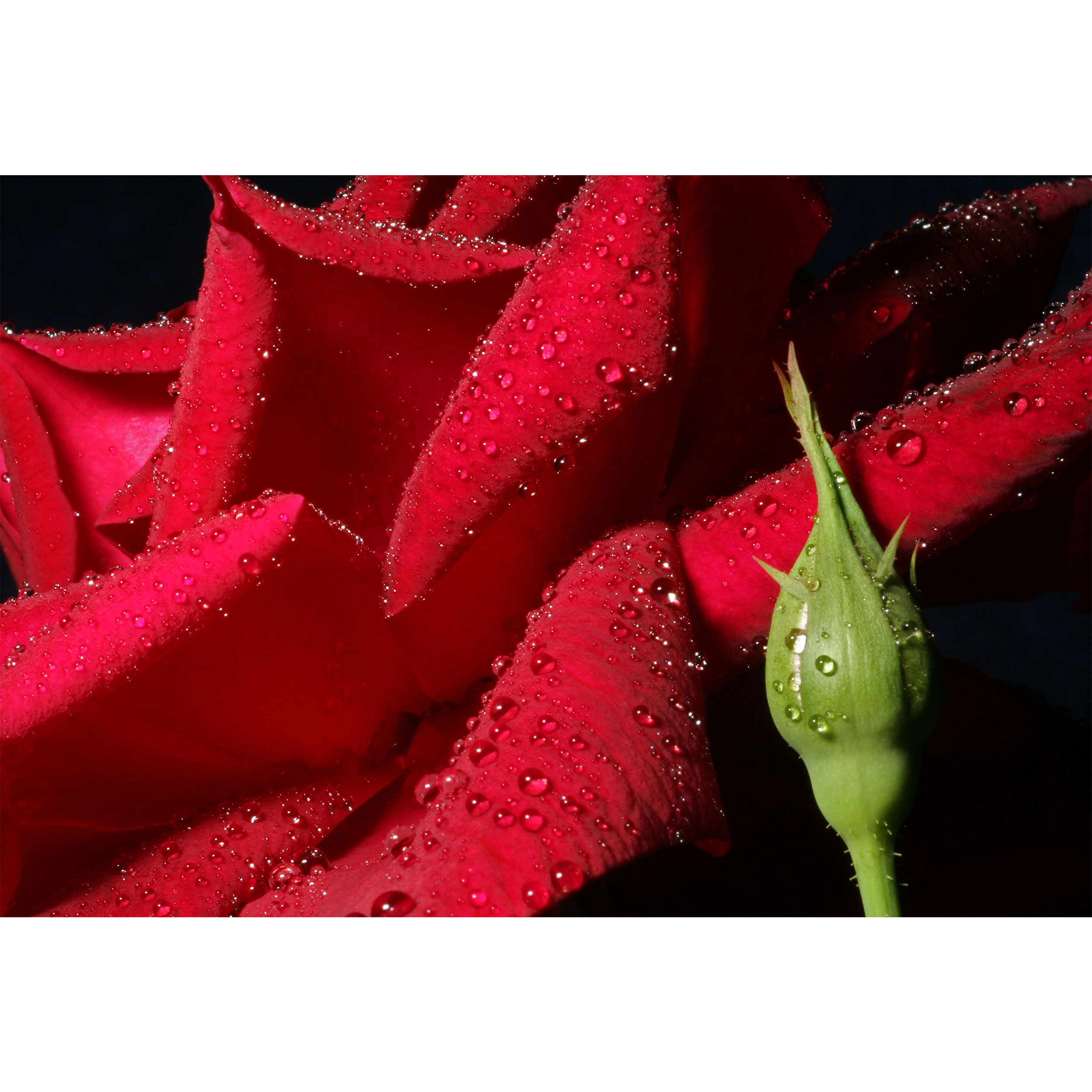 تابلو شاسی مدل گل رز T7028