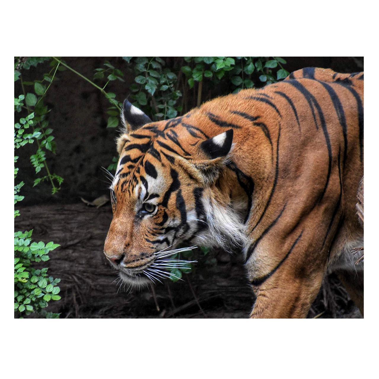 تابلو شاسی طرح ببر کد 047