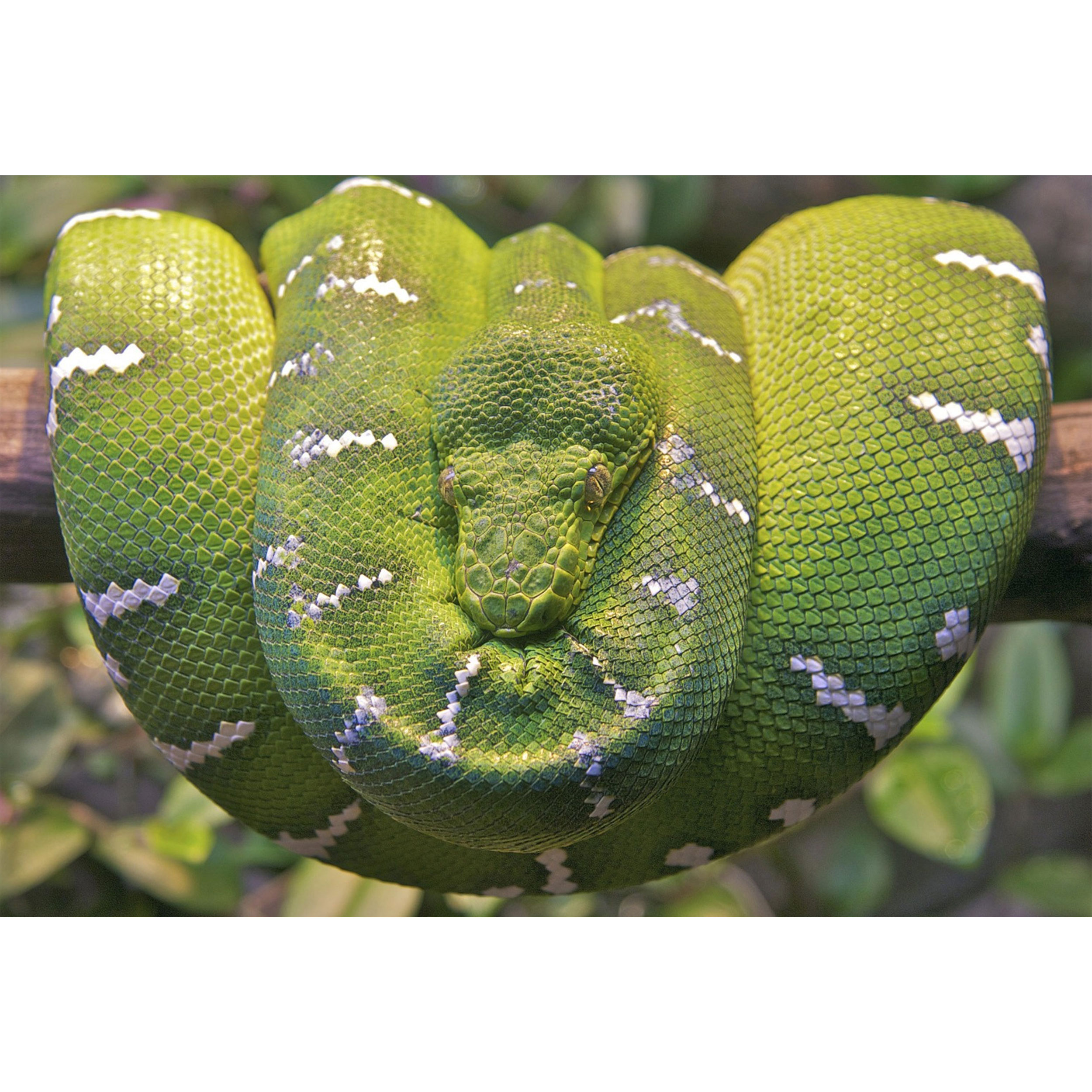 تابلو شاسی طرح مار بوآ روی شاخه درخت مدل T1571