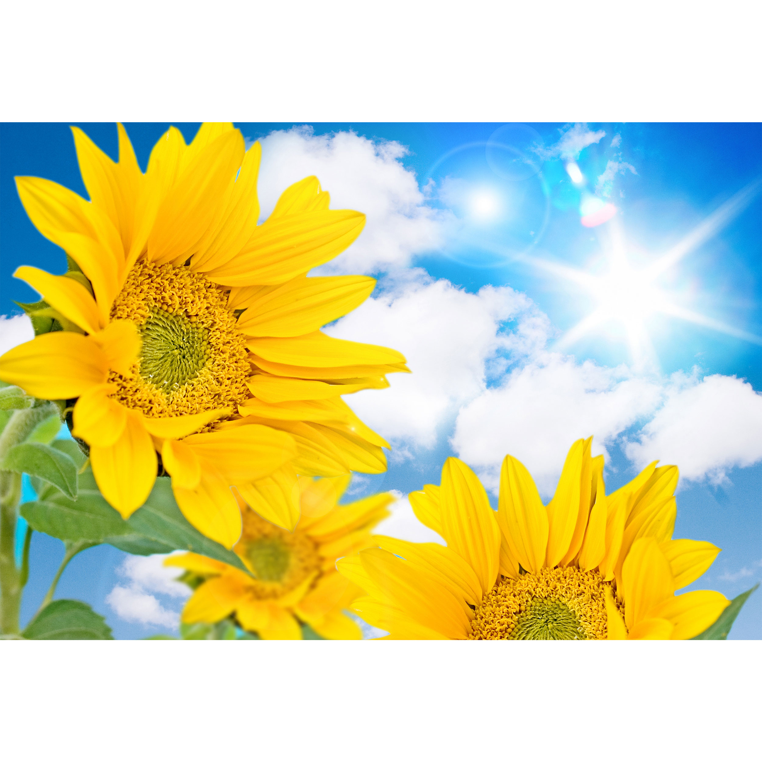 تابلو شاسی مدل گل آفتابگردان و آسمان و ابر T7017