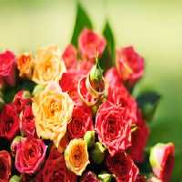 خرید و دانلود عکس Flower-Part-2 کد 17707 | پیک فاکس | Pic Fox