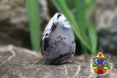 اپال دندریت