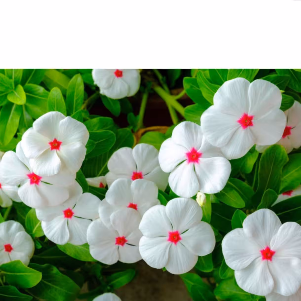 بذر پریوش
