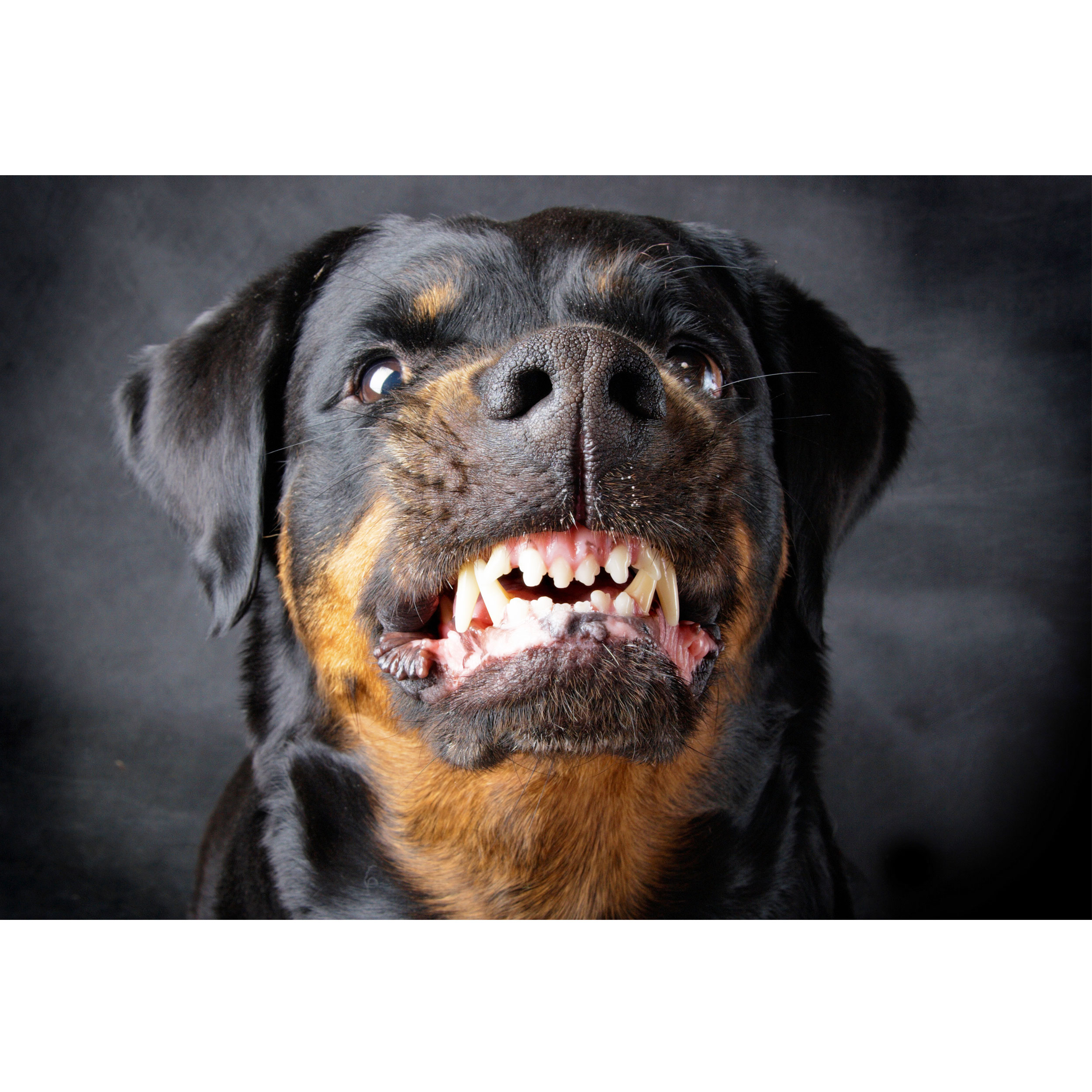 تابلو شاسی طرح سگ مدل T2030