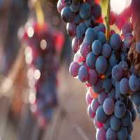 خرید و دانلود عکس Food-Part-15 کد 19118 | پیک فاکس | Pic Fox