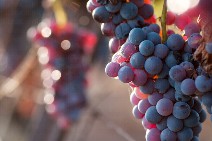 خرید و دانلود عکس Food-Part-15 کد 19118 | پیک فاکس | Pic Fox