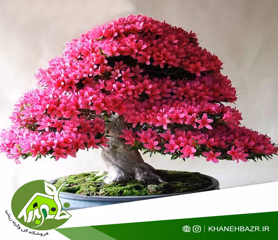 بذر درختچه ارغوان بسته 10 عددی - خانه بذر | فروشگاه بذر وارداتی گل و گیاه زینتی 1404