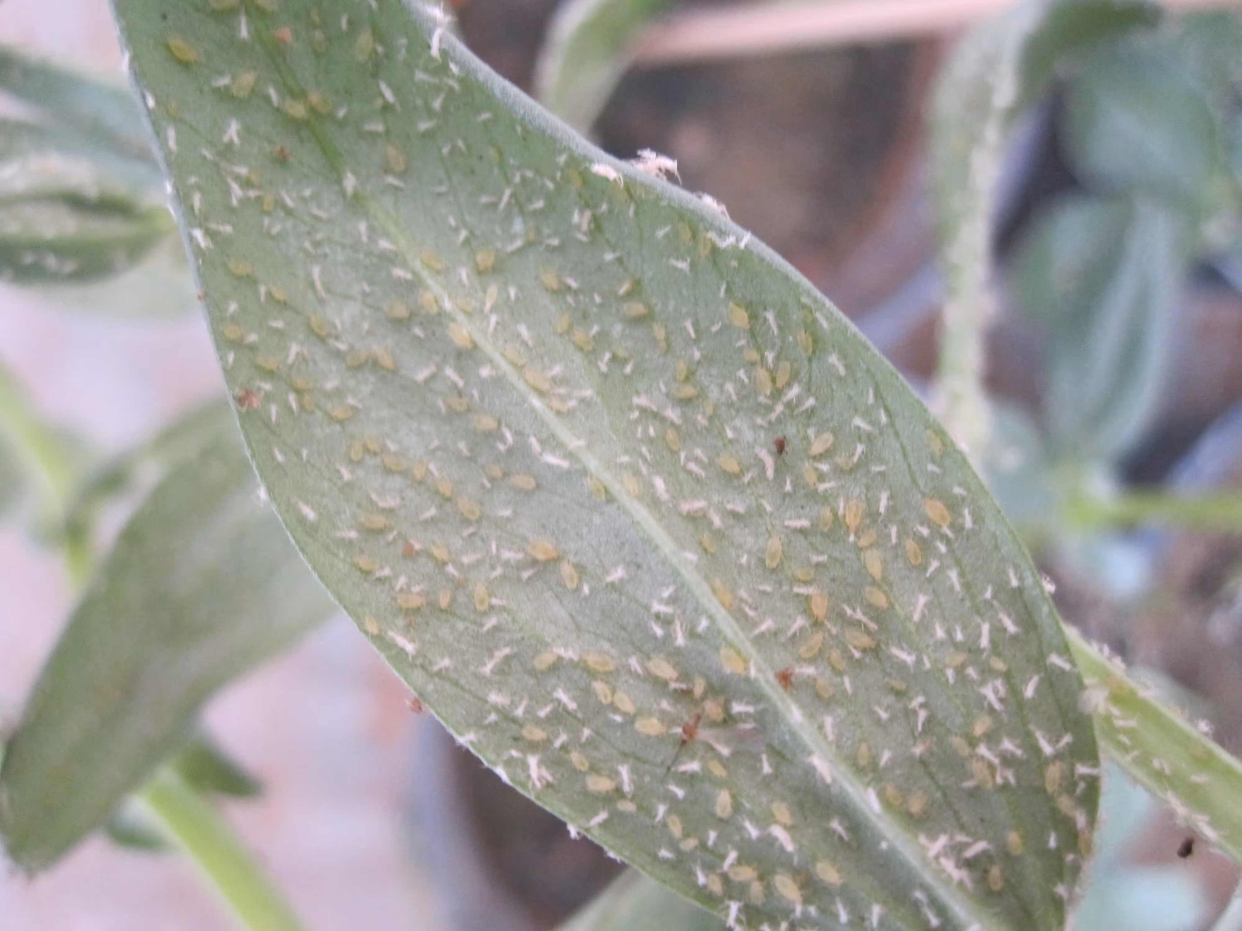 مقاومت گیاه به شته توسط چای سبز