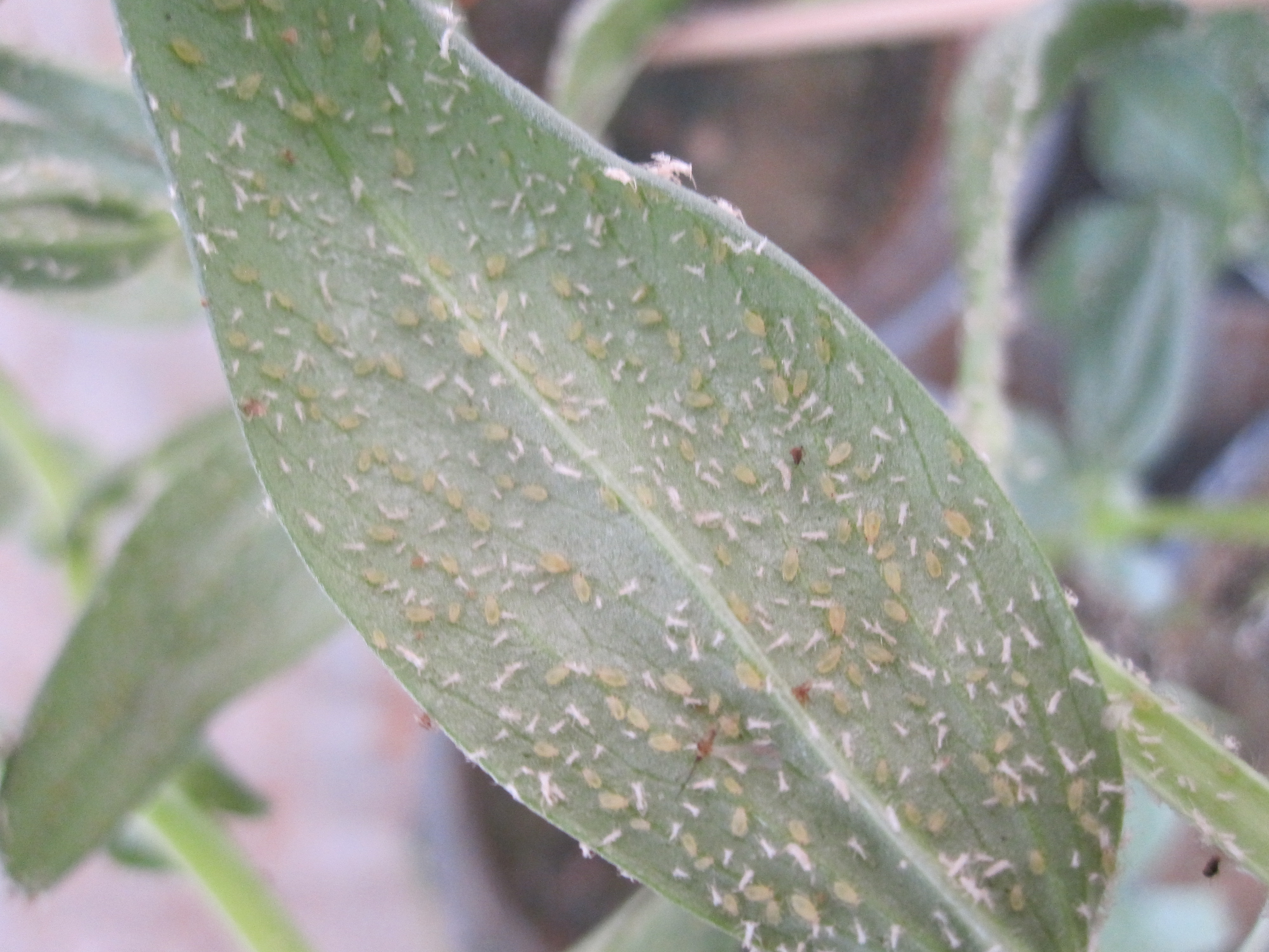 مقاومت گیاه به شته توسط چای سبز