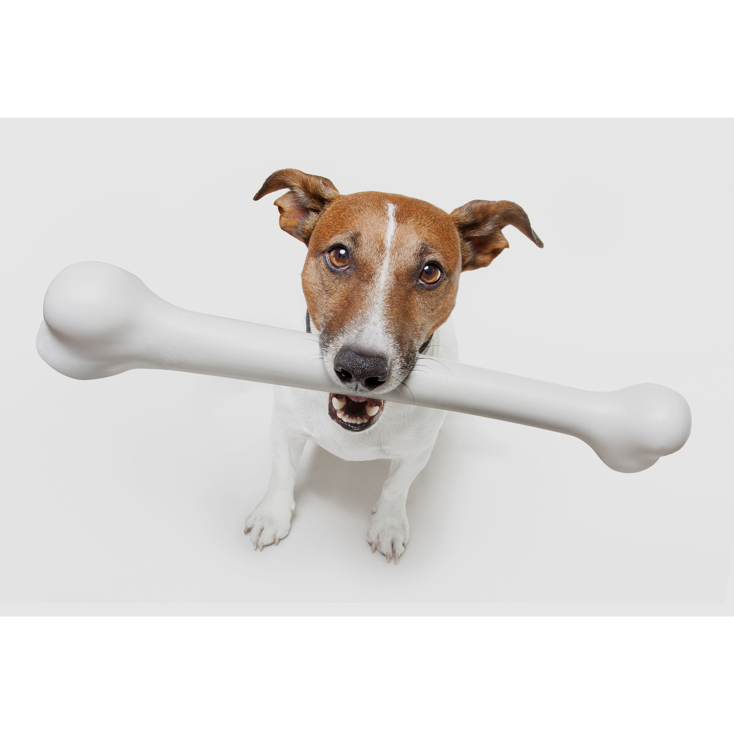 تابلو شاسی طرح سگ و استخوان مدل T2236