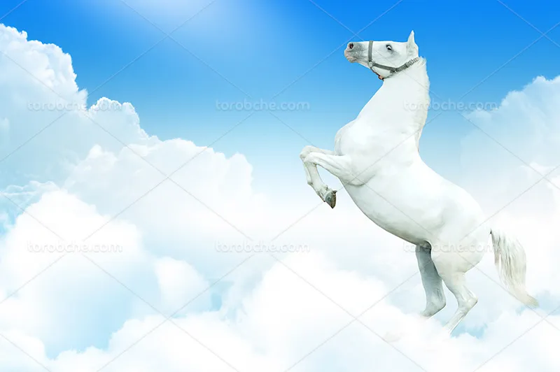 عکس اسب زیبای سفید | گرافیک با طعم تربچه