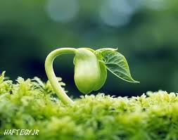 فایل رشد دانه ها و متن ترجمه دکترای کشاورزی