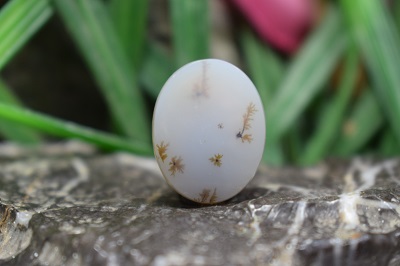 عقیق شجر برزیل