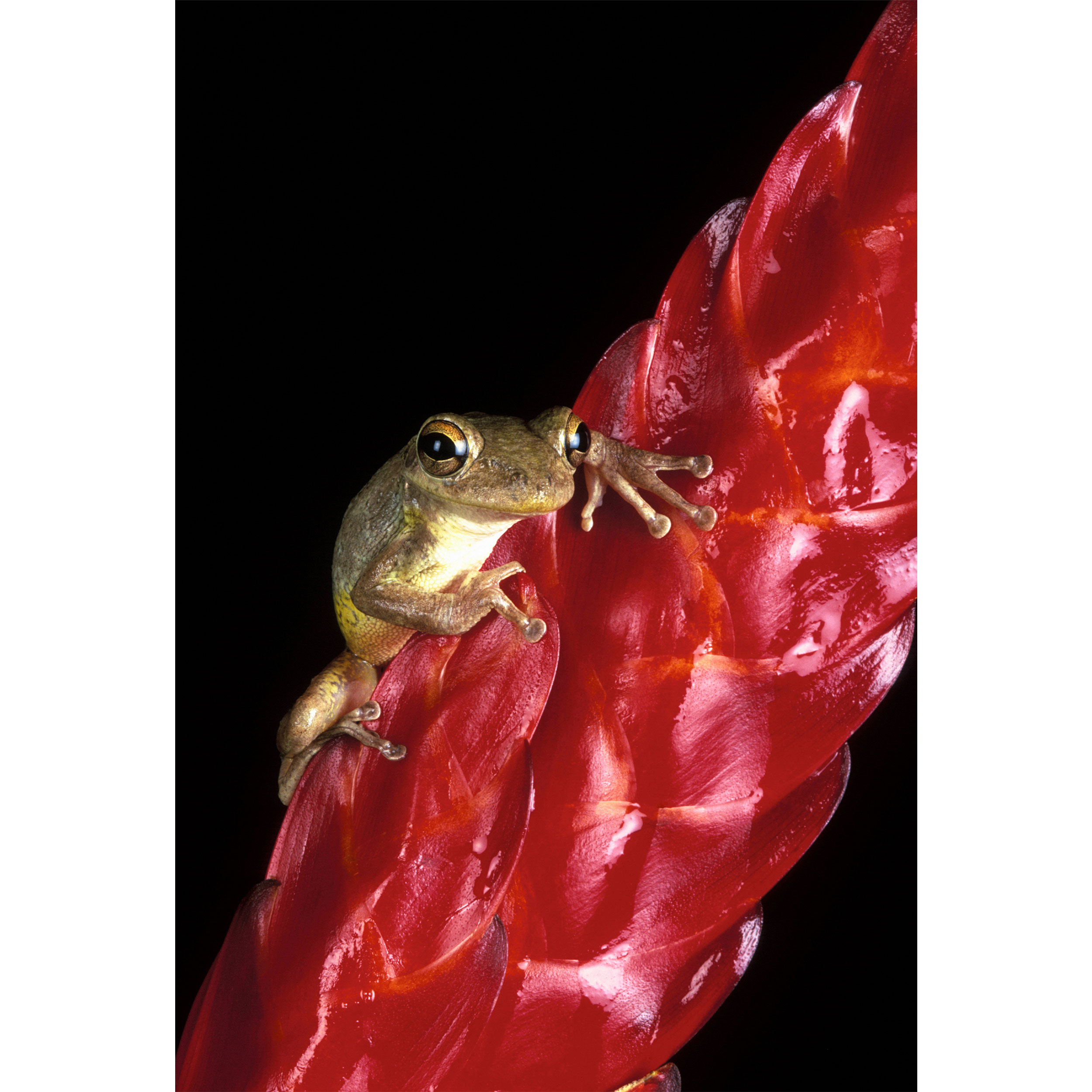 تابلو شاسی طرح گل و قورباغه مدل T2212