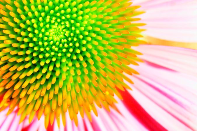 خرید و دانلود عکس Flower-Part-9 کد 18373 | پیک فاکس | Pic Fox