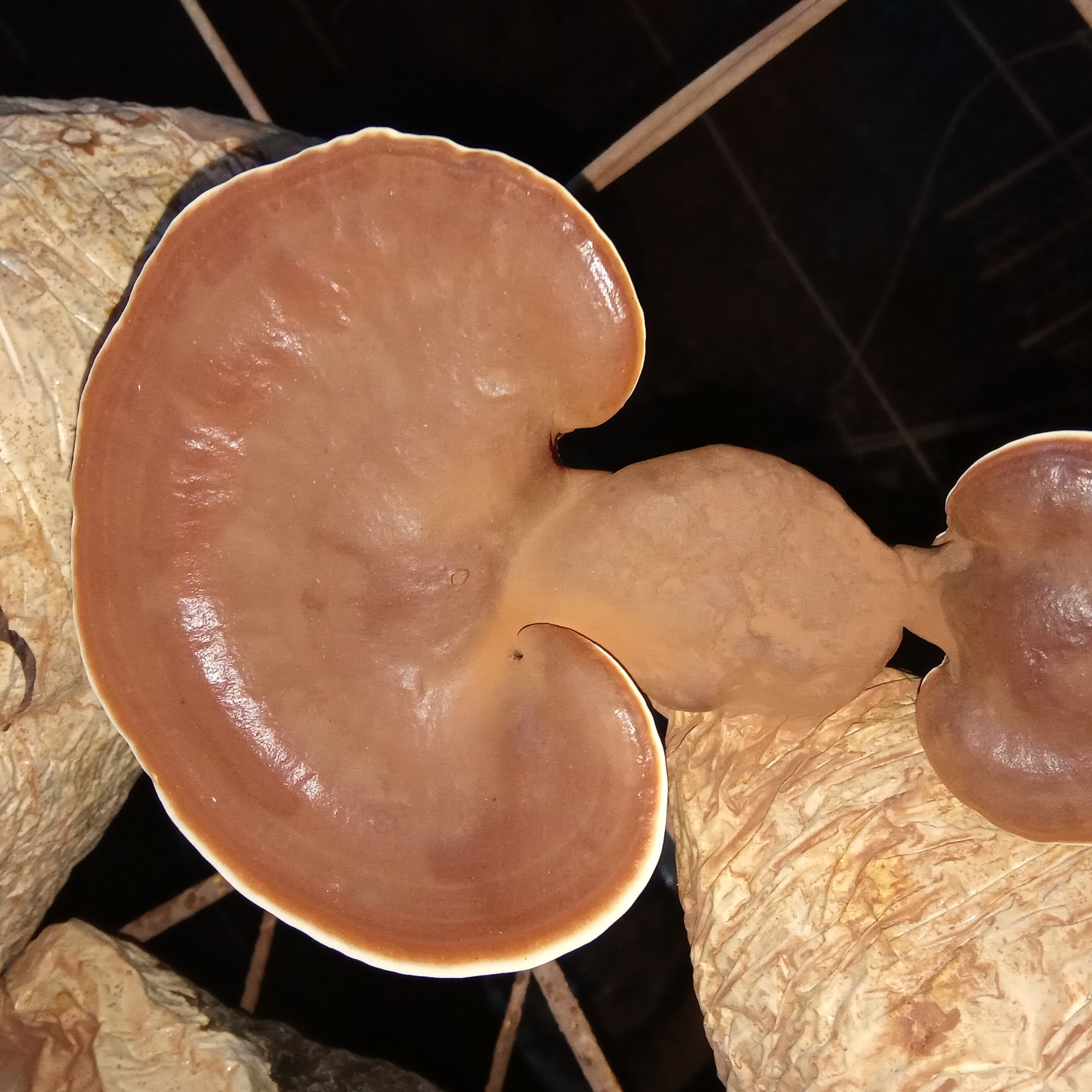قارچ گانودرما لوسیدوم قرمز  (ریشیreishi )  100 گرمی تقویت سیستم ایمنی 