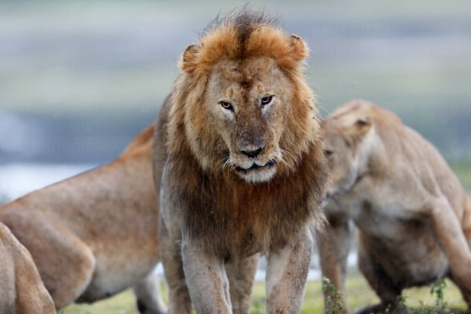 خرید و دانلود عکس Portrait of the legendary Lion کد 41594 | پیک فاکس | Pic Fox