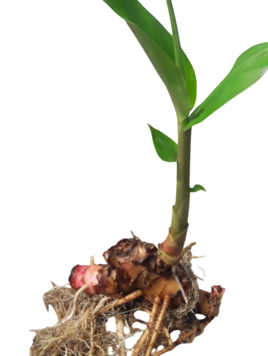 پیاز زنجبیلی