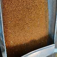 خاکشیر امسالی