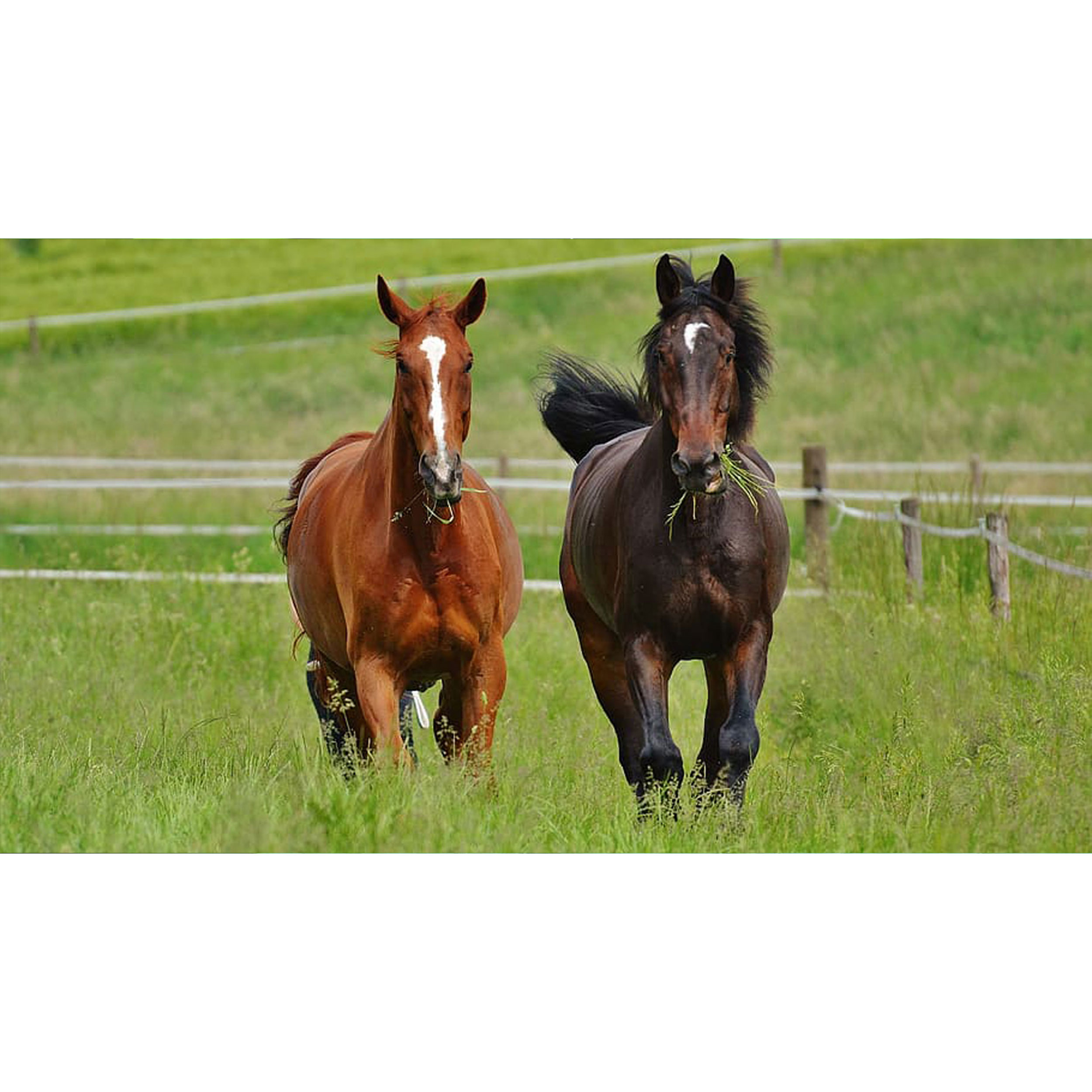 تابلو شاسی طرح اسب مدل T8073