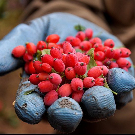 زرشک تازه 16کیلو .هزینه ارسال به عهده خودتان