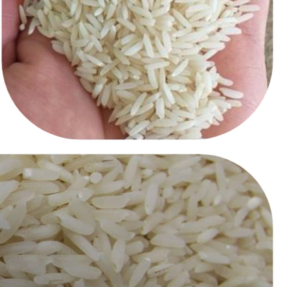 برنج هاشمی 10 کیلویی برای پخت مطمعن و ری عالی محصول مزارع شفت