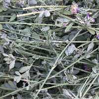 یونجه سبز پربرگ خشک شده خوراک مخصوص خرگوش،خوکچه وبقیه جوندگان در بسته بندی(1کیلوگرمی)قیمت تنظیم بازار  تولید