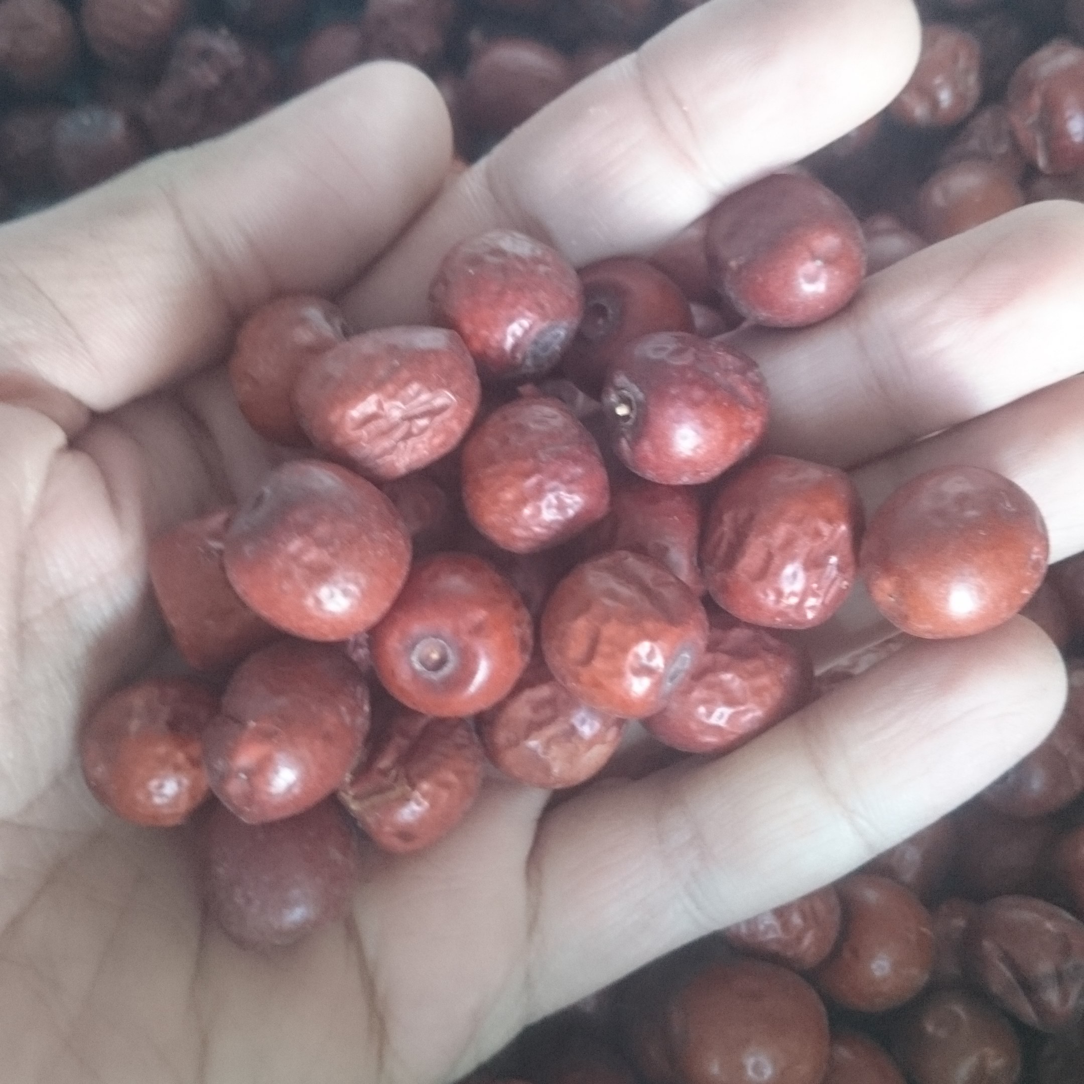 عناب ریز بسته بندی یک کیلویی