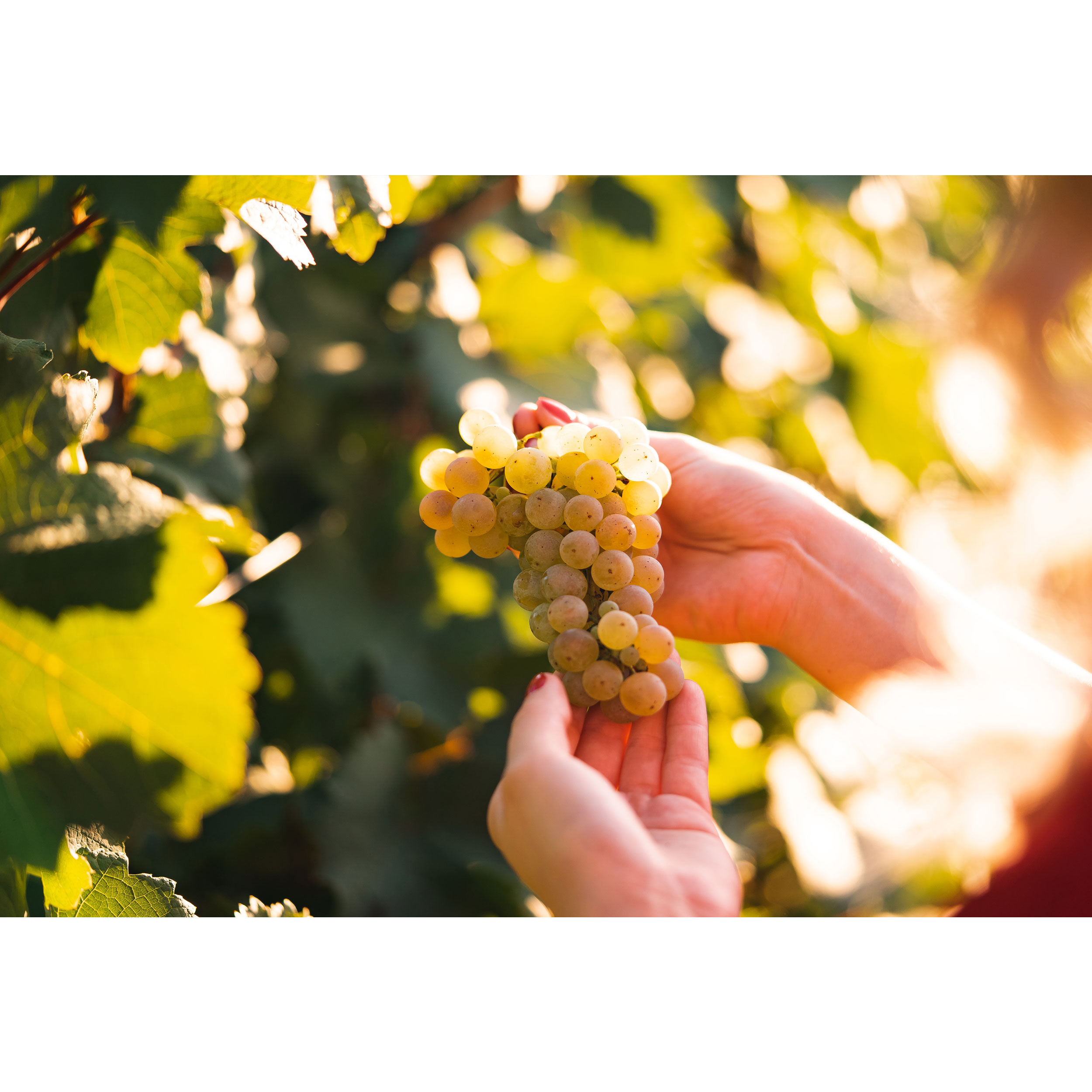 تابلو شاسی طرح درخت و خوشه انگور مدل T1939