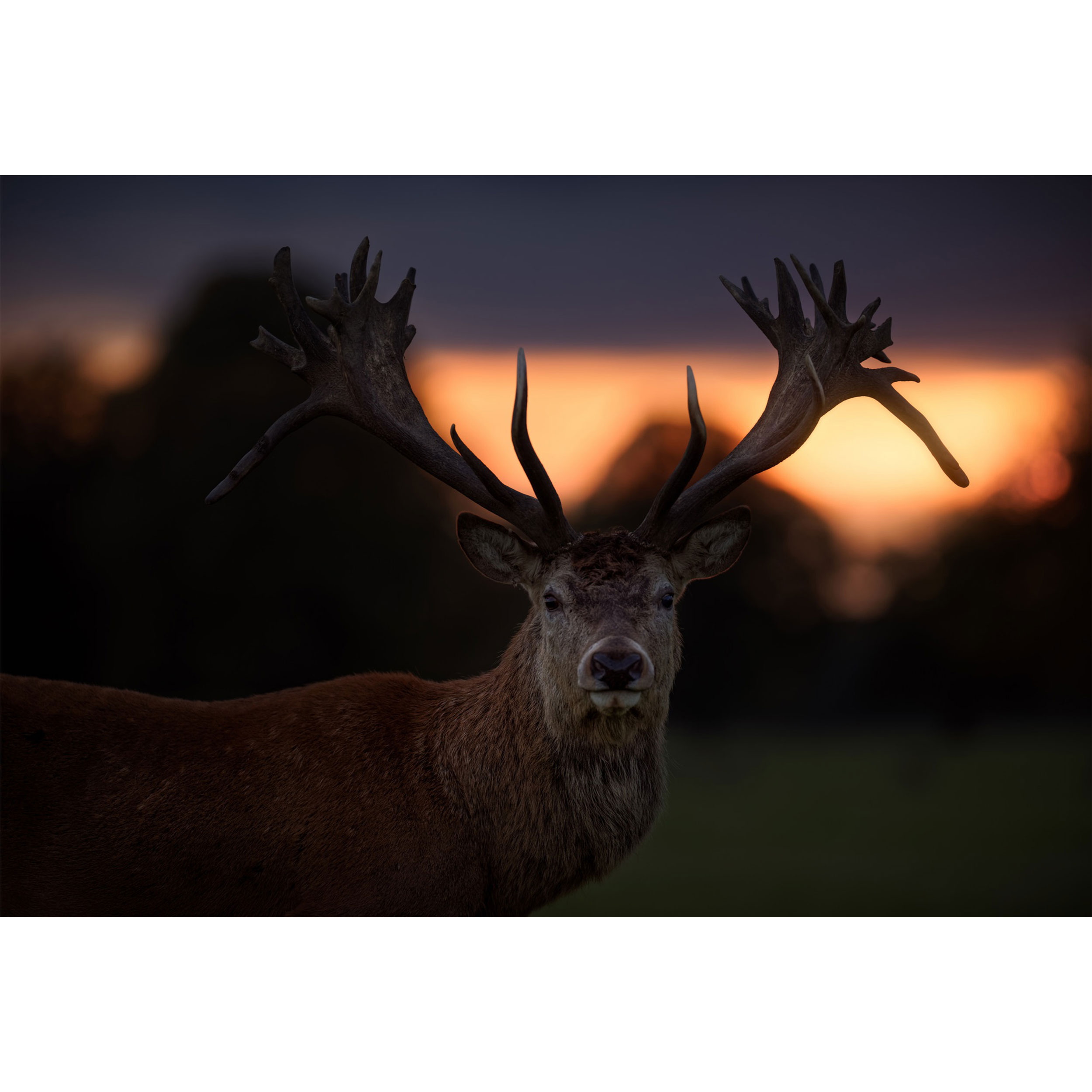 تابلو شاسی طرح گوزن مدل T1541